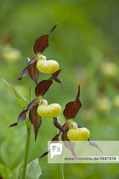 Frauenschuh  Orchidee (Cypripedium calceolus)