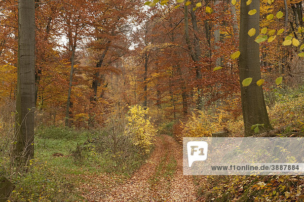 Waldweg im Herbstwald  Guxhagen  Nordhessen  Hessen  Deutschland  Europa