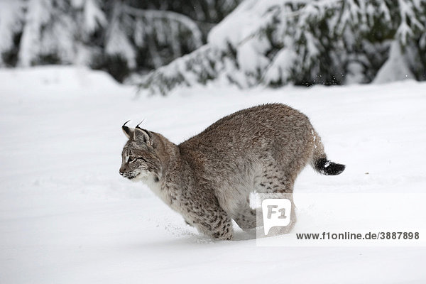 Jagender Luchs (Lynx lynx) im Schnee  Tierpark Sababurg  Hofgeismar  Nordhessen  Hessen  Deutschland  Europa