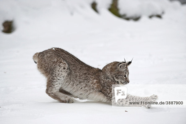 Jagender Luchs (Lynx lynx) im Schnee  Tierpark Sababurg  Hofgeismar  Nordhessen  Hessen  Deutschland  Europa