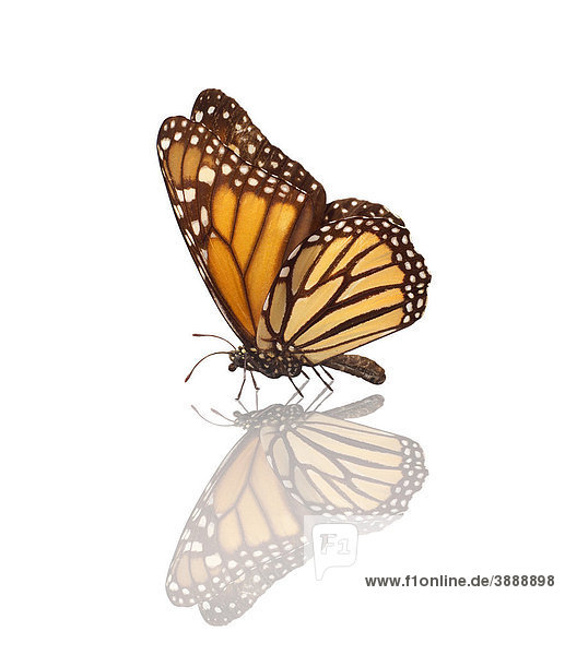 Monarchfalter oder Amerikanischer Monarch (Danaus plexippus)