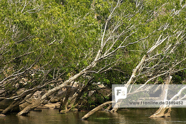 Süßwasser-Mangroven in der Katherine Gorge Schlucht  Northern Territory  Australien