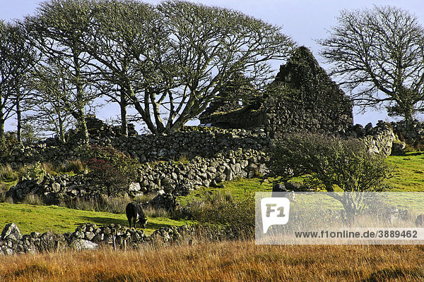 Kühe und steinerne Ruine in der Lar Connaught Landschaft  County Galway  Republik Irland  Europa
