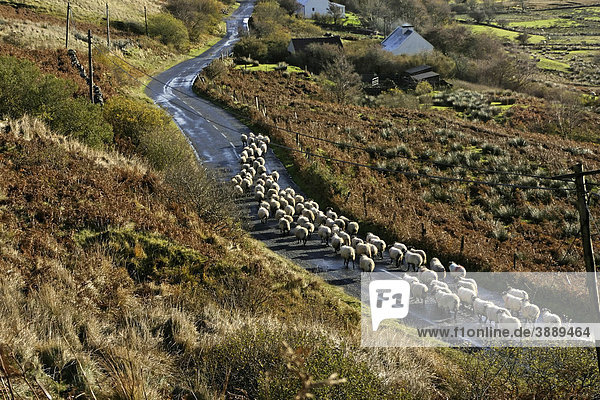 Schafe auf einer Straße in Connemara  County Galway  Republik Irland  Europa