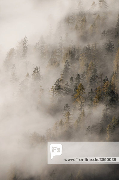 Herbstlicher Nadelwald im Nebel  Karwendel-Gebirge  Tirol  Österreich  Europa
