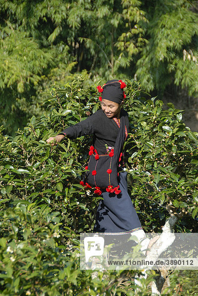 Teepflückerin  junge Frau der Phounoy Ethnie klettert in der Baumkrone und pflückt Teeblätter von bis zu 400 Jahre alten Teebäumen  Tracht  traditionelle Kleidung  Dorf Ban Komaen  Distrikt und Provinz Phongsali  Laos  Südostasien  Asien