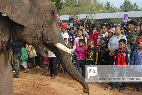 Elephant with tusks stretching out trunk towards children  Elephant Festival  Ban Viengkeo  Hongsa  Xaignabouri Province  Sayaburi  Xayaburi or Sainyabuli  Laos  Southeast Asia  Asia