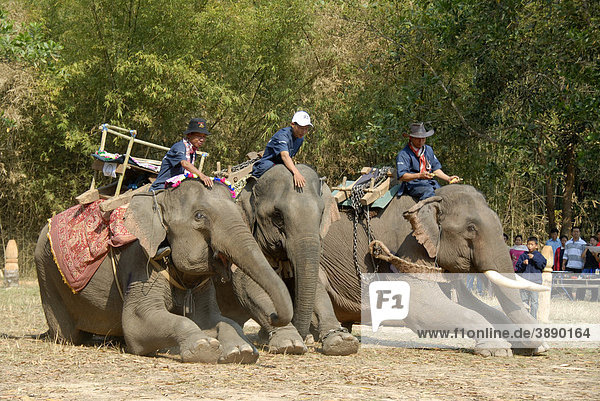 Elephants kneeling  Mahouts on top  Elephant Festival  Ban Viengkeo  Hongsa  Xaignabouri Province  Sayaburi  Xayaburi or Sainyabuli  Laos  Southeast Asia  Asia