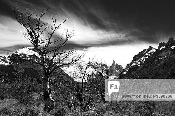 Cerro Torre Gipfel mit abgestorbenen Bäumen  schwarz-weiß  El Chalten  Patagonien  Anden  Argentinien  Südamerika