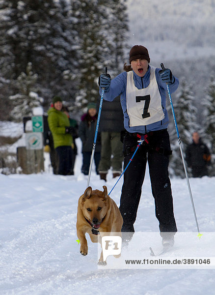 Junge Frau beim Skijöring  Skifahrer wird von einem Hund gezogen  laufender Schlittenhund  Labrador-Mix  Schlittenhunde-Rennen in der Nähe von Whitehorse  Yukon Territory  Kanada