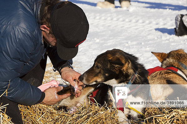 4 time Yukon Quest and Iditarod champion Lance Mackey massaging  treating foot of sled dog  Alaskan Husky  ointment  in Pelly Crossing checkpoint  Yukon Quest 1  000-mile International Sled Dog Race  Yukon Territory  Canada