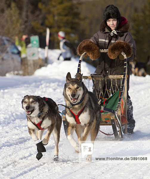 Running  mushing sled dogs  Alaskan Huskies  dog team  child  young boy  musher  dog sled race near Whitehorse  Yukon Territory  Canada