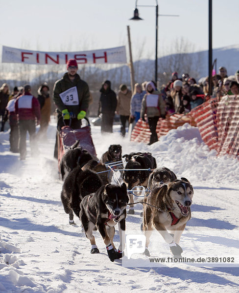 Running sled dogs  Alaskan Huskies  dog team  start of Road Runner 100 dog sled race  Whitehorse  Yukon Territory  Canada