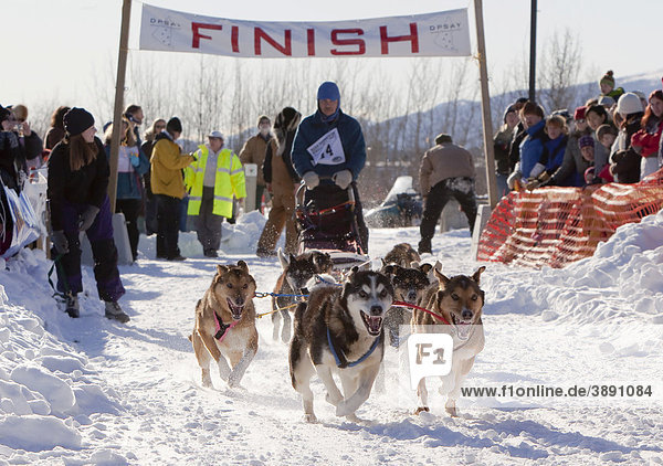 Rennende Schlittenhunde  Alaskan Huskies Schlittenhunde  Schlittenhundegespann  Beginn des Road Runner 100 Hundeschlittenrennens  Whitehorse  Yukon Territorium  Kanada