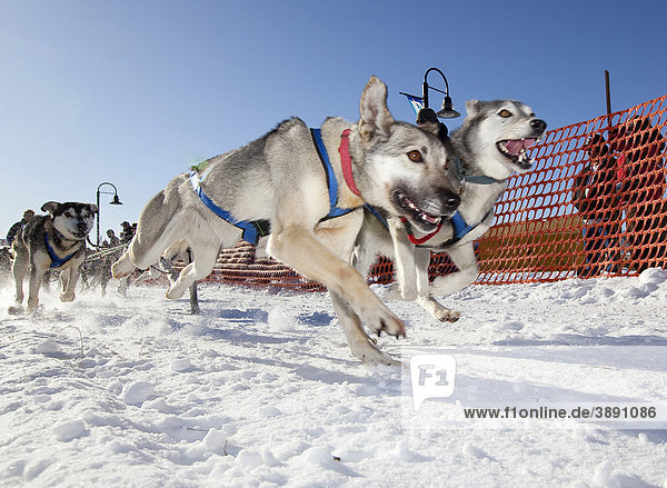 Lead dogs  running sled dogs  Alaskan Huskies  dog team  start of Road Runner 100 dog sled race  Whitehorse  Yukon Territory  Canada