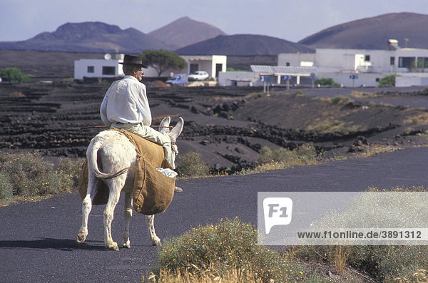 Bauer  alter Mann  reitet auf einem Esel  Lanzarote  Kanarische Inseln  Spanien  Europa