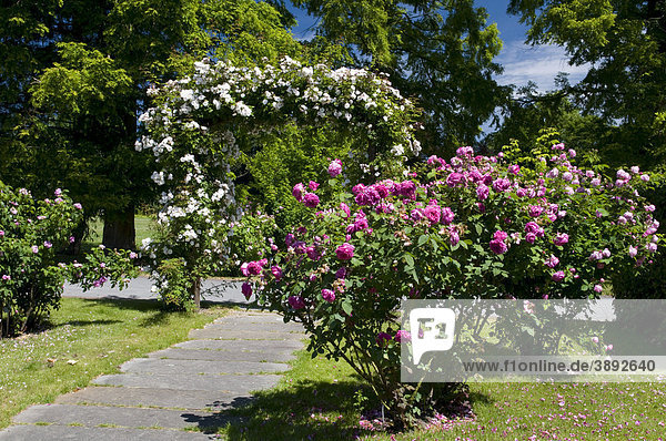 Rosenblüte  Rosarium  Westfalenpark  Dortmund  Ruhrgebiet  Nordrhein-Westfalen  Deutschland  Europa