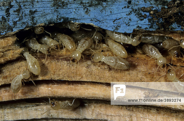 Termite (Reticulitermes lucifugus)  Arbeiter fressen an Holz