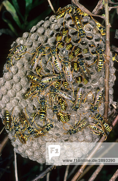 Feldwespe (Polistes gallicus)  Nahaufnahme des Nests mit Wespen