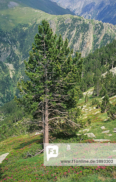 Bergkiefer (Pinus mugo) mit blühenden Alpenrosen  Spanien