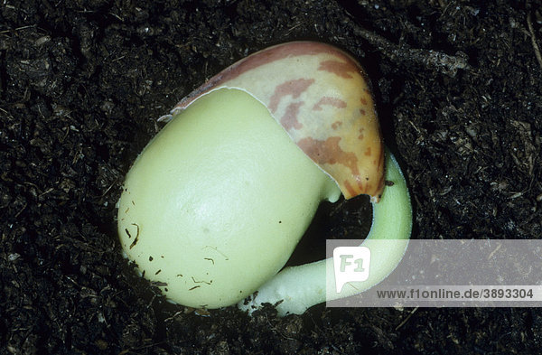 Ackerbohne oder Dicke Bohne (Vicia faba)  Keimung