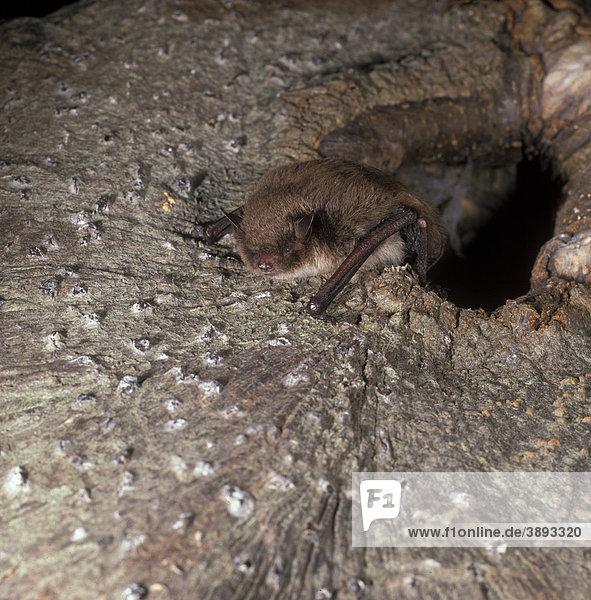 Wasserfledermaus (Myotis daubentonii)  kriecht aus Höhle