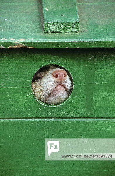 Frettchen (Mustela furo) schaut aus dem Loch eines Holzkastens