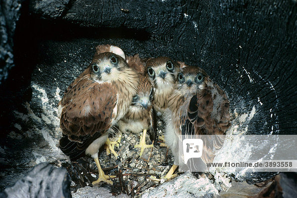 Graubartfalke (Falco cenchroides)  vier Küken im Nest