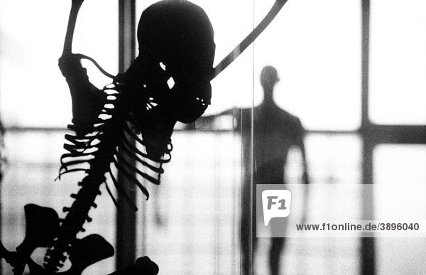 Skelett  Affe  menschliche Silhouette