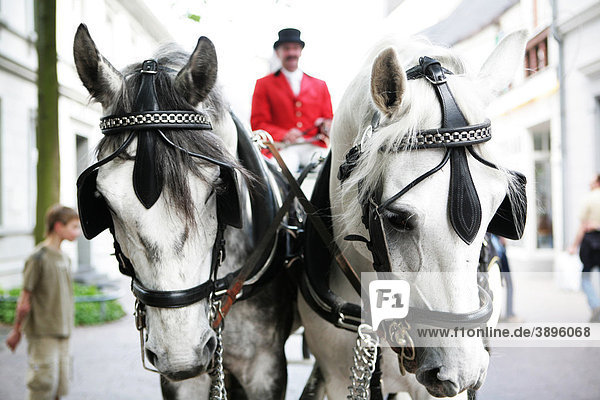 Wedding carriage  white horses  coachman