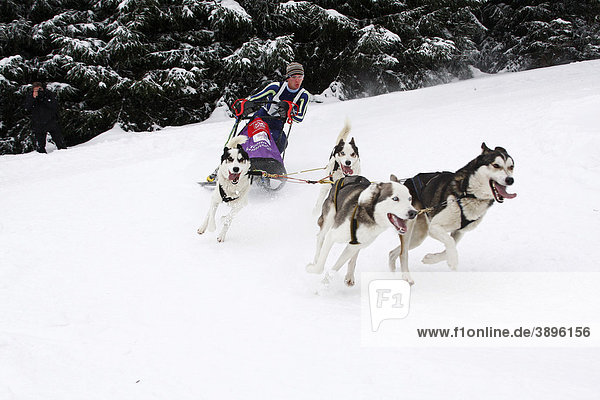 Siberian Huskies  Winterberg Sled Dog Races 2010  Sauerland  North Rhine-Westphalia  Germany  Europe