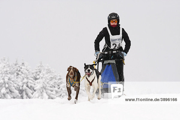 2-dog team of Eurohounds  Scandinavian Hounds  Winterberg Sled Dog Races 2010  Sauerland  North Rhine-Westphalia  Germany  Europe