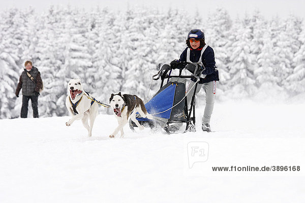 Young girl as a musher with a 2-dog team of Eurohounds  Scandinavian Hounds  Winterberg Sled Dog Races 2010  Sauerland  North Rhine-Westphalia  Germany  Europe