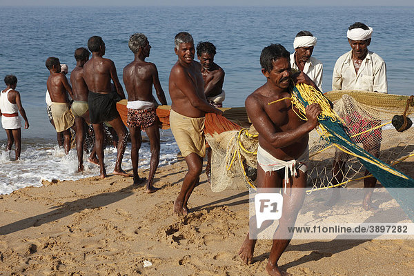 Fishermen pulling in a net  beach south of Kovalam  Malabar Coast  Malabar  Kerala  southern India  India  Asia