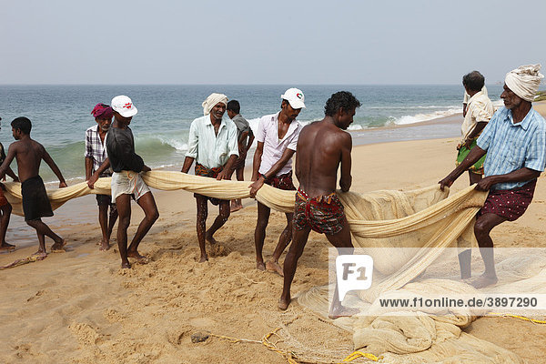 Fischer ziehen Netz ein  Strand südlich von Kovalam  Malabarküste  Malabar  Kerala  Südindien  Indien  Asien