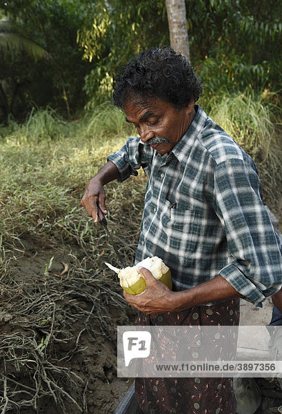 Indischer Mann schneidet Kokosnuss auf Kerala Südindien Indien Asien