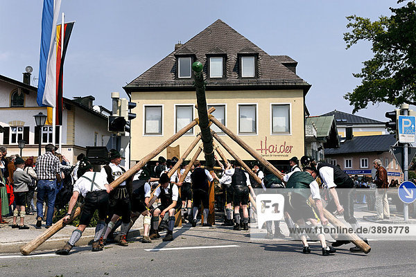 Maypole being raised  Prien  Chiemgau  Upper Bavaria  Germany  Europe