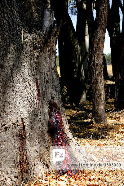 Baumsaft eines River Red Gum Eukalyptusbaums (Eucalyptus camaldulensis)  Australien