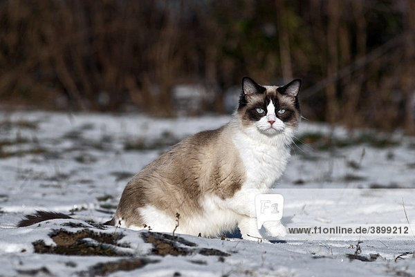 Ragdoll Katze sitzt im Schnee