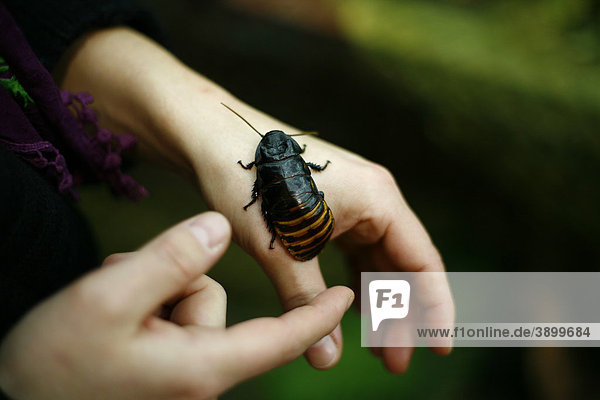 Madagascar hissing cockroach (Gromphadorrhina portentosa) on hand