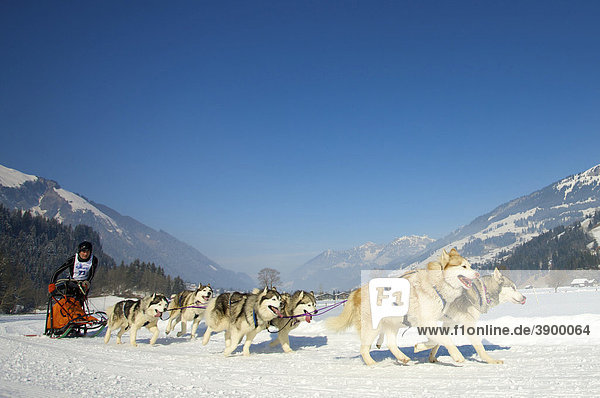 Musher mit seinen Malamute Huskys beim Schlittenhunderennen in Lenk  Schweiz  Europa