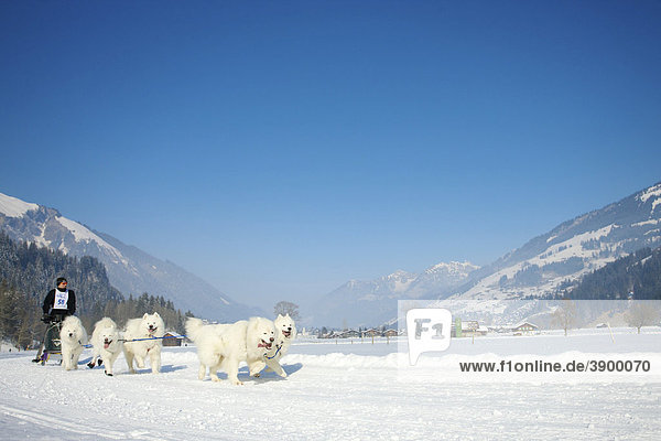Musher mit seinen Samojede Huskys beim Hundeschlittenrennen in Lenk  Schweiz  Europa
