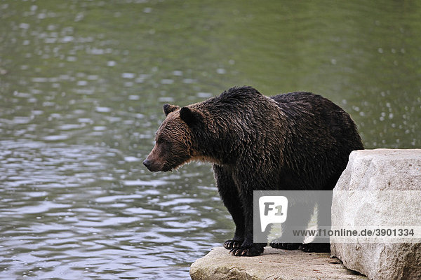 Braunbär (Ursus arctos) hält Ausschau nach Lachsen  Bella Coola  Kanada