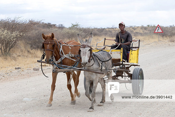 Mann mit selbst gebautem Pferdekarren  Rehoboth  Namibia  Afrika