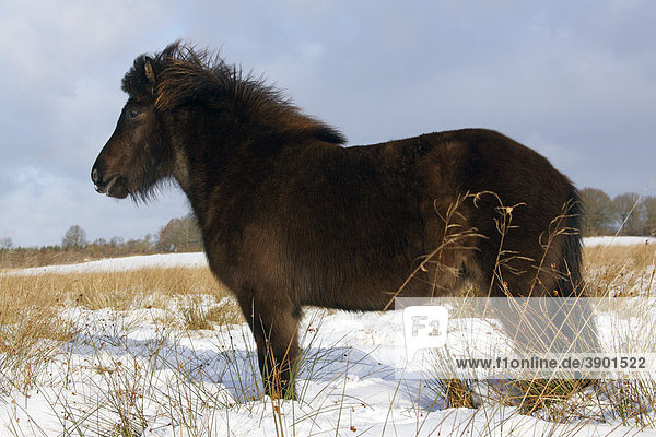 Icelandic Horse  Icelandic Pony (Equus przewalskii f. caballus) in winter in snow
