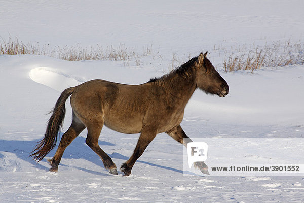 Laufendes Konikpferd  Konik-Pferd  Konik (Equus przewalskii f. caballus) im Winter im Schnee