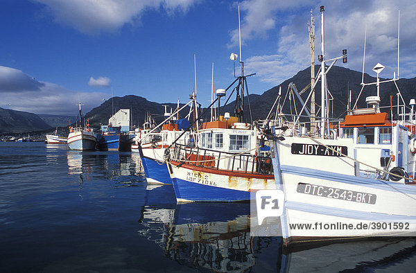 Fischkutter im Hafen von Hout Bay  Kapstadt  Westkap  Südafrika  Afrika
