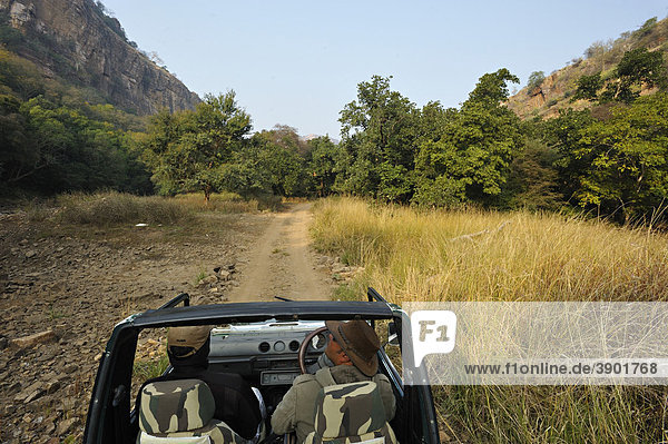 A four wheel drive car in the jungles of Ranthambore National Park  Rajasthan  India  Asia
