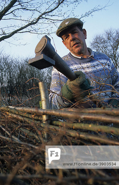 Hedge laying  'South of England' style  man hammering in stake  Combe  Berkshire  England  United Kingdom  Europe