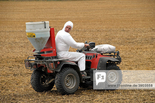 Quad bike spreading slug pellets on stubble in preparation for drilling with oilseed rape August Berkshire England United Kingdom Europe